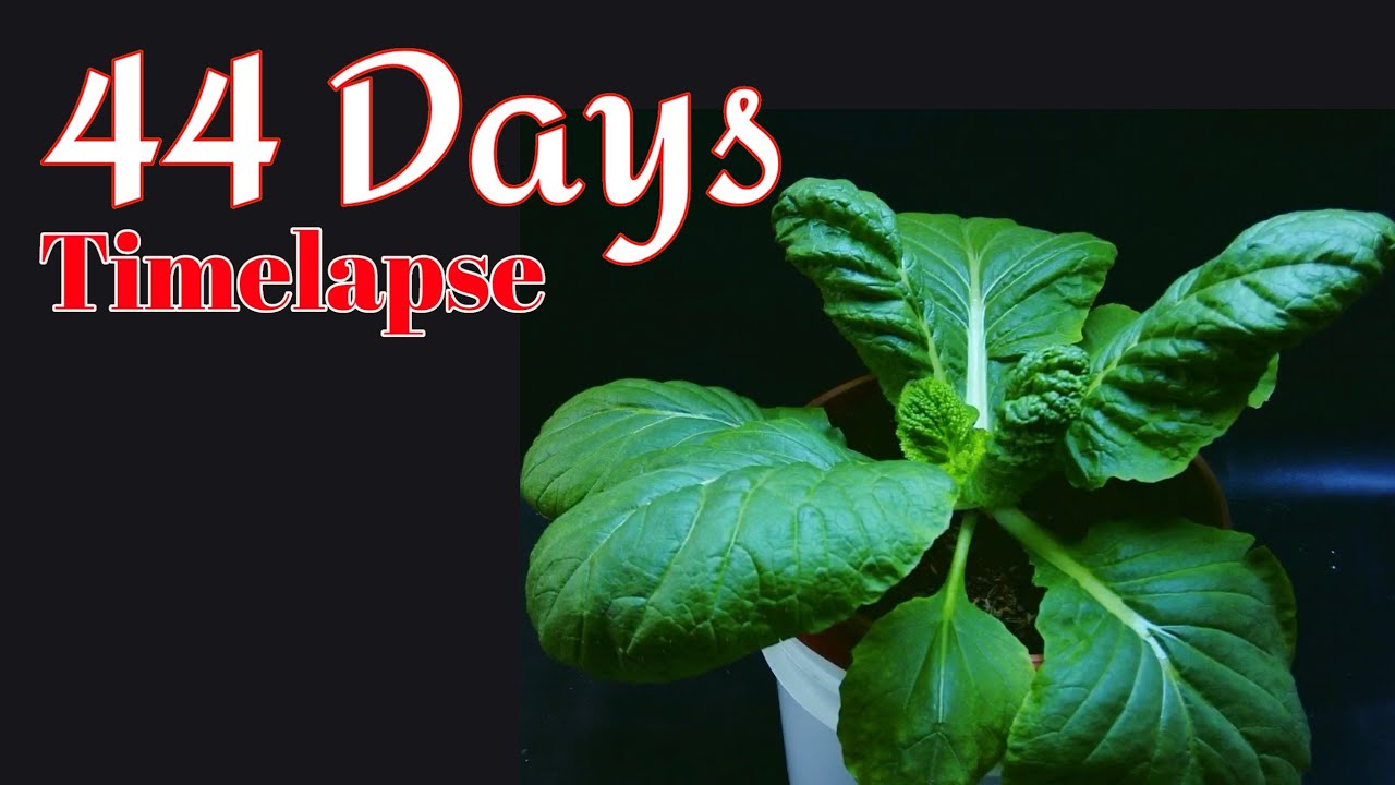 Growing Chinese Cabbage From Seed for 44 days l timelapse