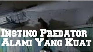 #kucing Insting Predator Alami Yang Kuat