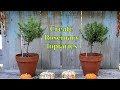 How To Make Easy Rosemary Topiaries (super fun)