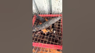 mưa quá không có  rơm để nướng cá lóc. thôi thì nướng bếp gas luôn