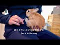 【うさぎと暮らすvlog No.48】うさぎの爪を切る【前編】／Cut rabbit nails