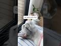 Cái bụng của Puff #chomeodangyeu #cuncon #meocon #dethuong #petvideos