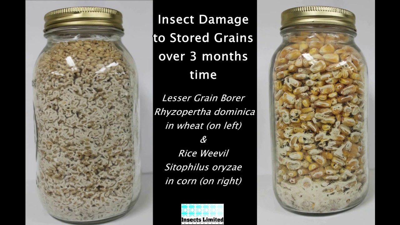 Insect Damage to Stored Grains YouTube
