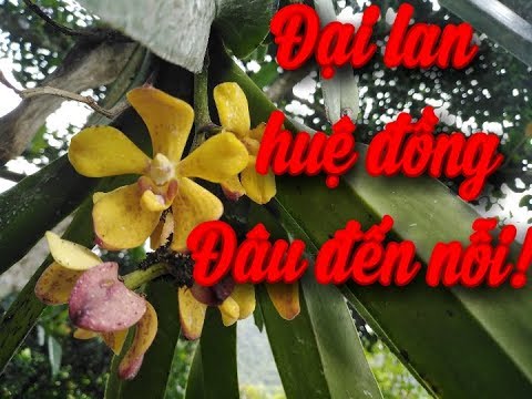 Ngắm hoa đại lan huệ đồng khoe sắc /chia xẻ cách ghép lan | Foci