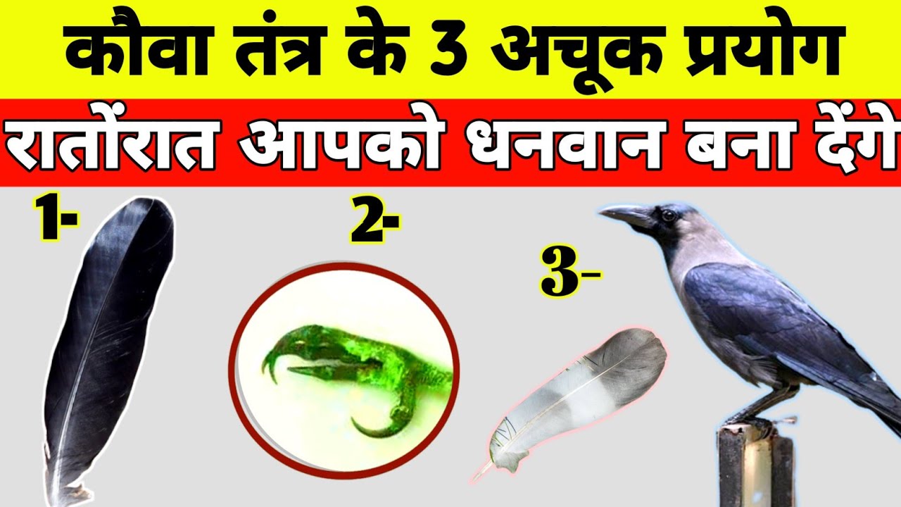 कौआ तंत्र से हर इच्छा पूरी होगी/धन पैसा, वशीकरण,जुआ सट्टा में जीत, अचूक उपाय