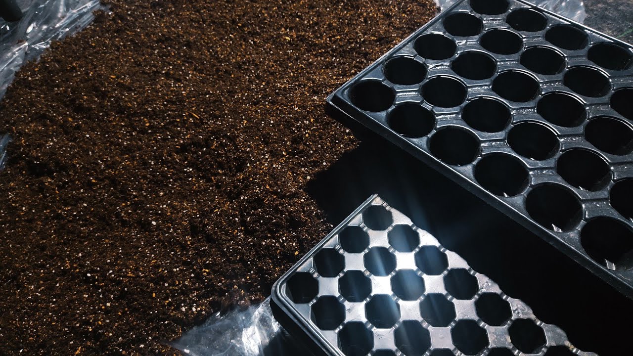 Torf, Saksı, Viyol Dezenfekte Etme