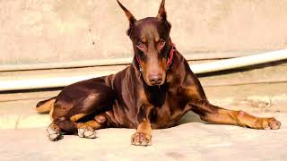 Dashing Doberman