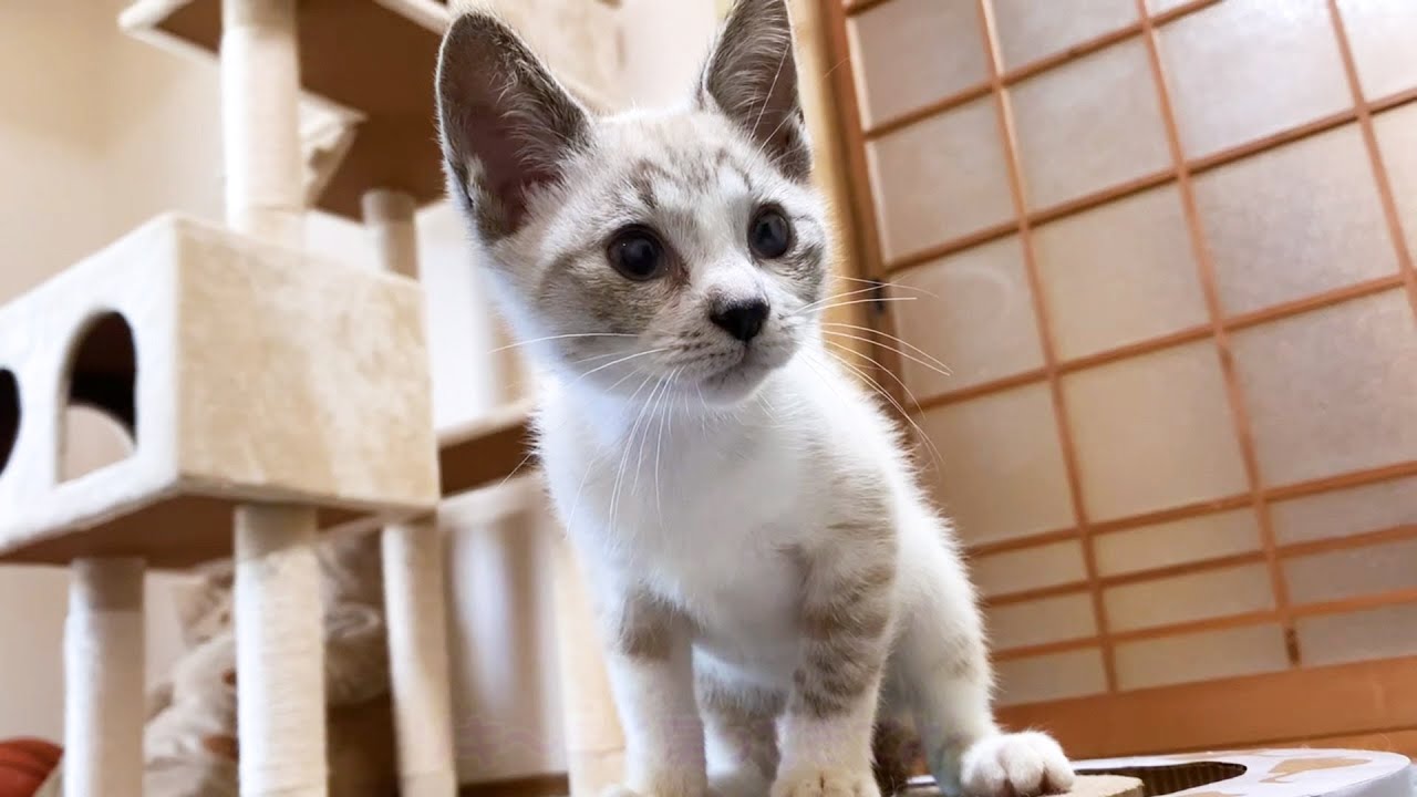 保護子猫リノ　柴犬がいなくなると寂しそうに見る子猫♡