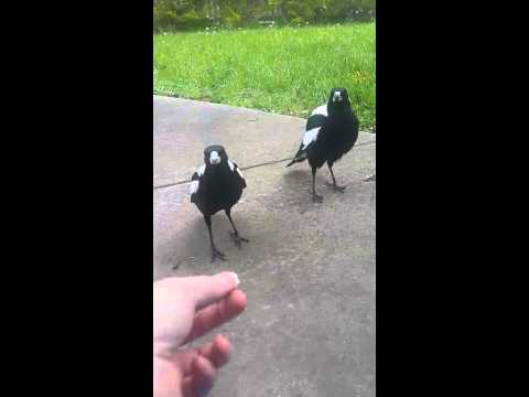 Australian Magpies singing for supper