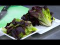 Spring '24 Scoop: CROSS VALLEY FARMS® Scarlet Butter Lettuce