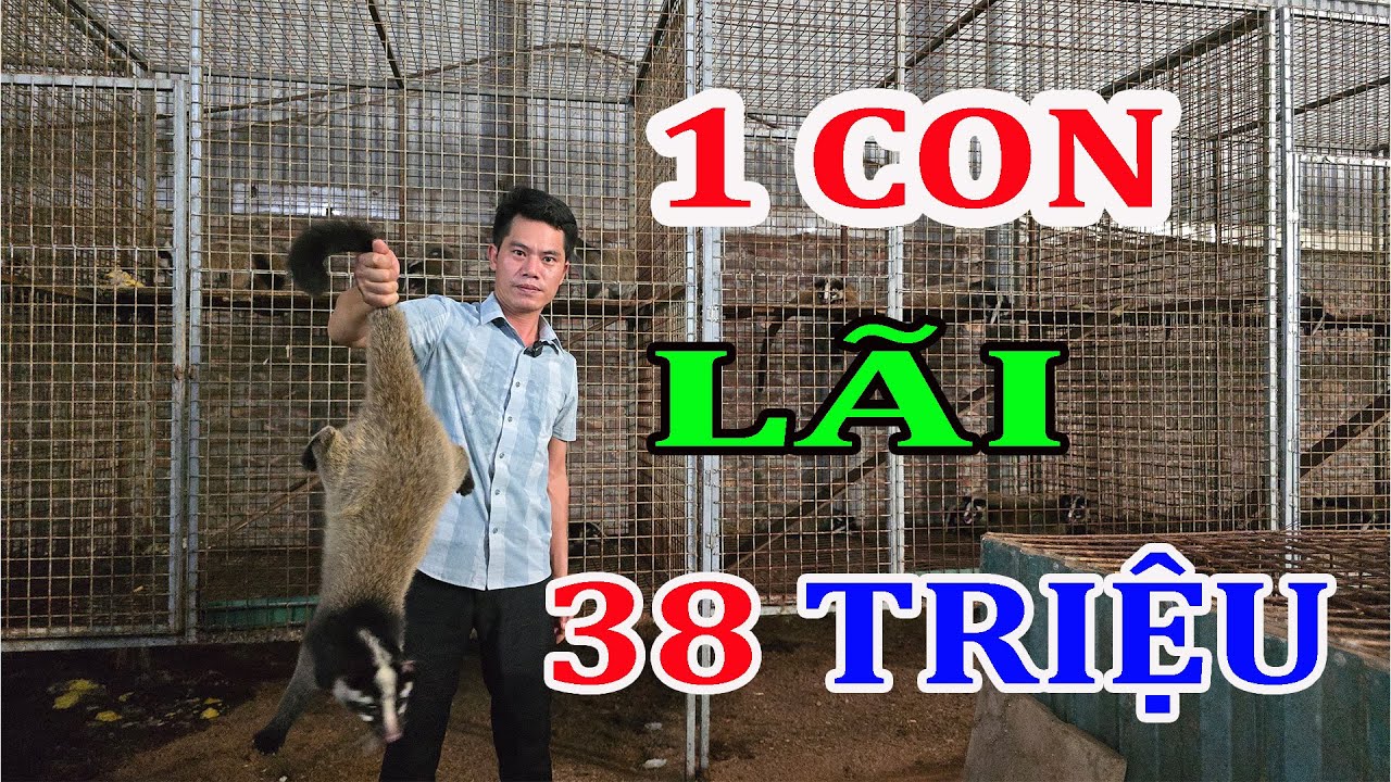 Giá Chồn Mốc Mới Nhất 2024 Lãi 37 đến 38 Triệu Đồng Một Con Chồn Tại ...