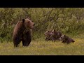 399  4 tiny cubs eating yellow flowers  inspire wild media