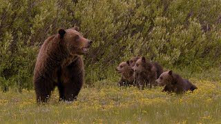 399 & 4 tiny cubs eating yellow flowers | Inspire Wild Media by Inspire Wild Media 1,728 views 2 years ago 3 minutes, 7 seconds