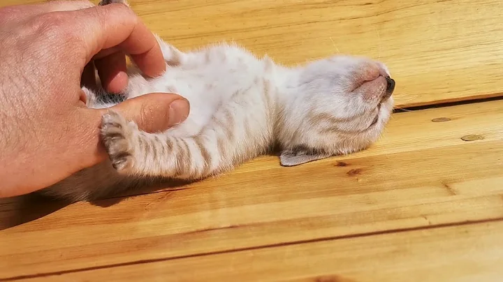 Video 1956171: chaton bengal snow