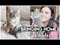 Adopting A Kitten!