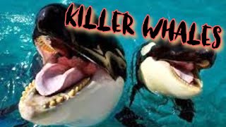 KILLER WHALES | What Makes Orcas Aggressive Towards Humans?