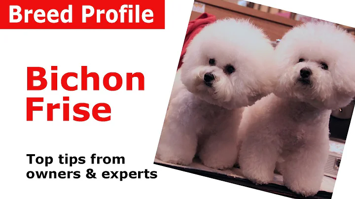 Bichon Frise Dog Breed Guide - DayDayNews