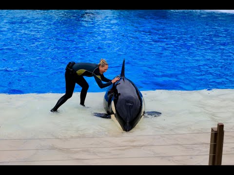 OCEAN OVERLORD ORCINUS ORCA  海洋霸王    虎鲸表演   制作：Nick