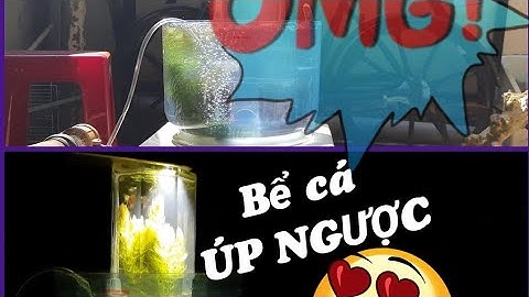 Làm bể cá ngược độc đáo nuôi cá bảy màu | Unique aquarium