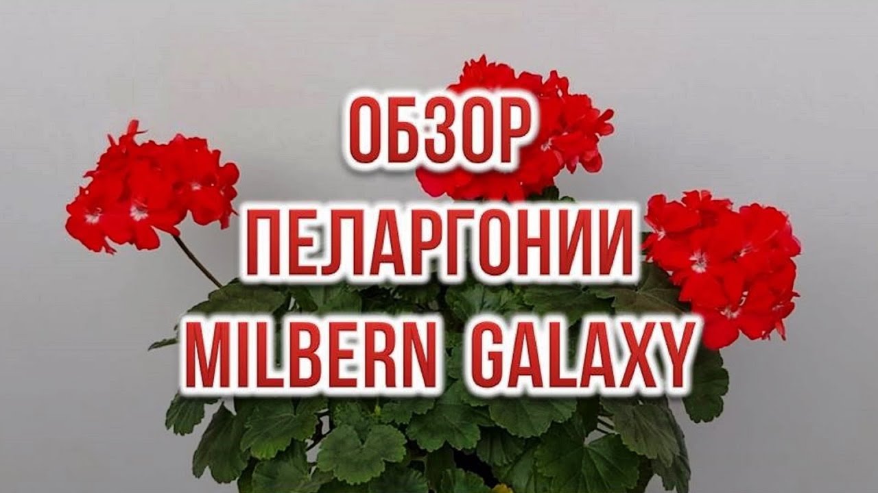 Обзор пеларгонии Milbern Galaxy. Выпуск от 23.12.23