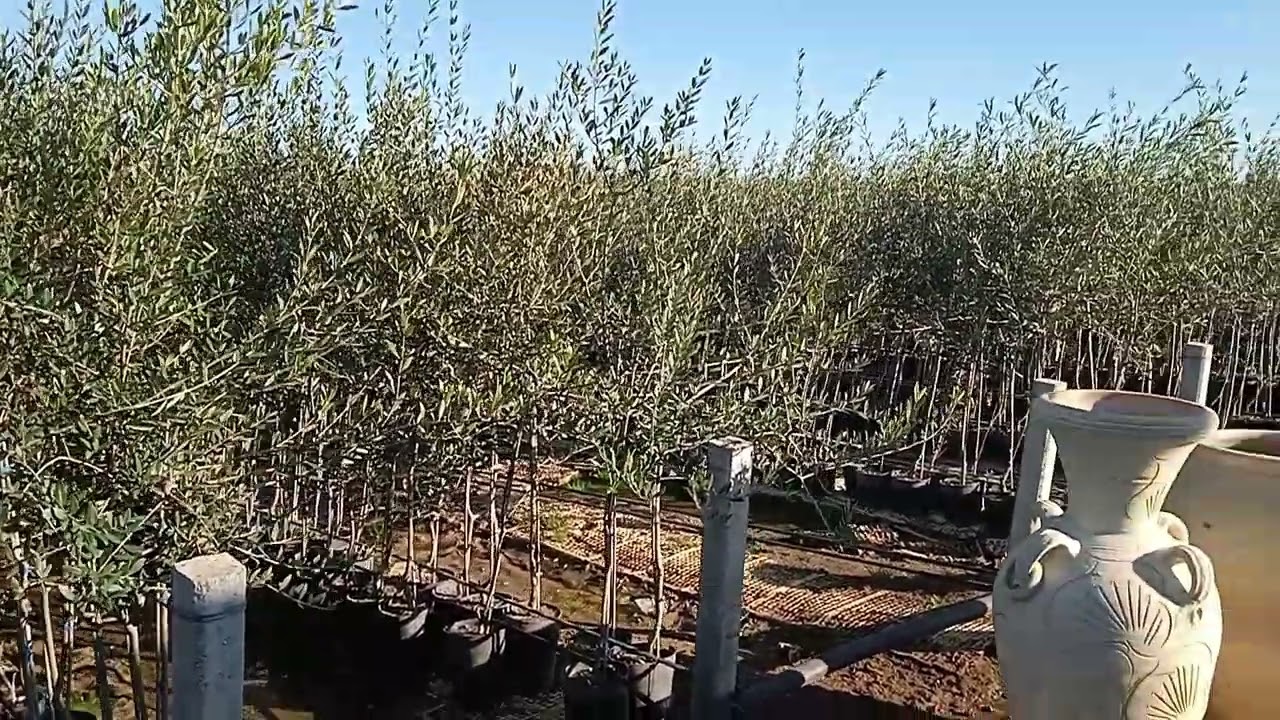 La scelta del leccino