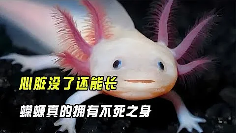 心脏没了还能长，蝾螈真的拥有不死之身？它们的再生能力有多恐怖【趣普闻新】 - 天天要闻