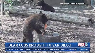 Orphaned Bear Cubs Brought To San Diego Humane For Care