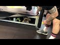 Bupas Gym Mascot Jordan the French Bulldog