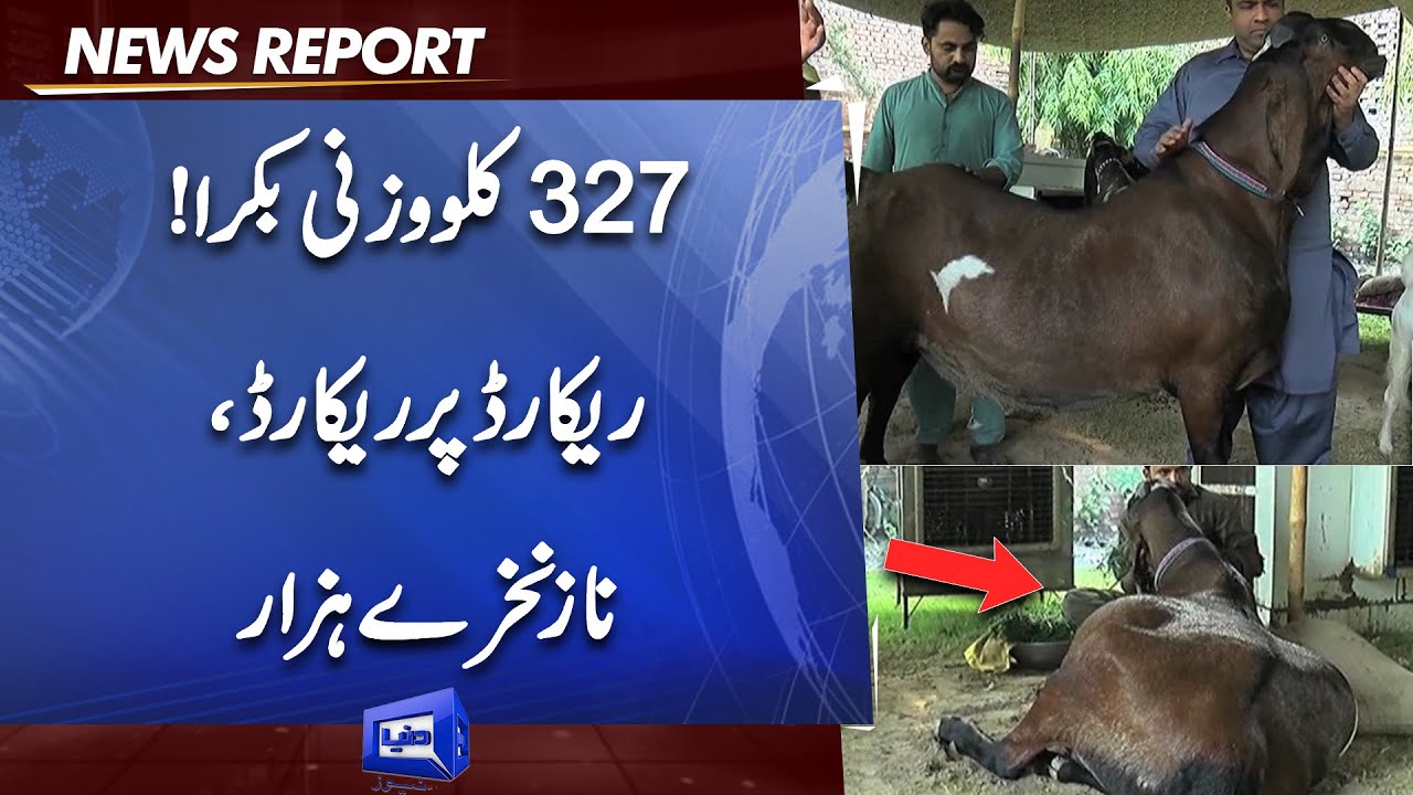 327 KG Heavy Weight Bakra | New Record | Lakho Rupee Jeetne Wala Bakra