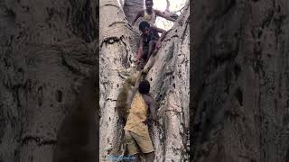 Wild Monkey Hunt in the Deep Jungle 🌿🐒 Primitive Tribal Hunting Skills #shorts
