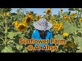 Sunflower farm  al ahsa  al hofuf 2024