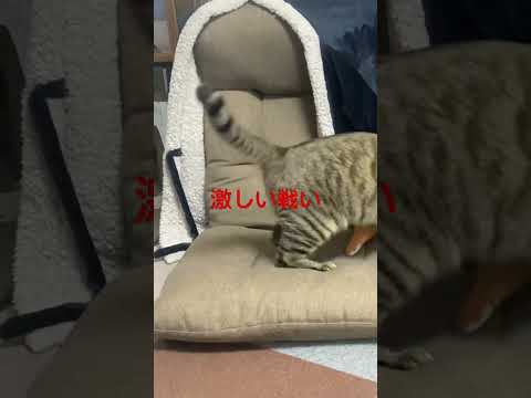 【猫動画】しまちゃん、今日も激しい #shorts