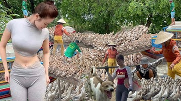 Full Video: The World’s Wildest Duck Migration Using Trucks and Boats in Vietnam