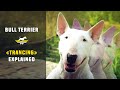 Bull terrier trancing explained