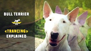 Bull Terrier 'Trancing' explained