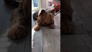 38 попугаев, обезьяна и удав, позитив, юмор, приколы, dogs shorts, dog lover, #dog #pet #pets #dogs