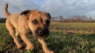 Border Terrier Woody's first time walking on water by Border Terrier Tube (BTT) 1,579 views 5 months ago 7 minutes, 29 seconds
