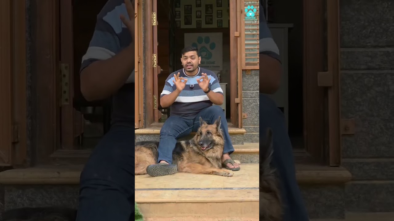 🐕 German Shepherd Training &amp; Care | From Puppy to Well-Trained Dog 🔥