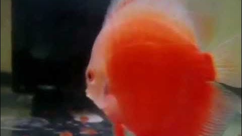 Cá Dĩa Red White Leopard - Thiên Đường Cá Cảnh