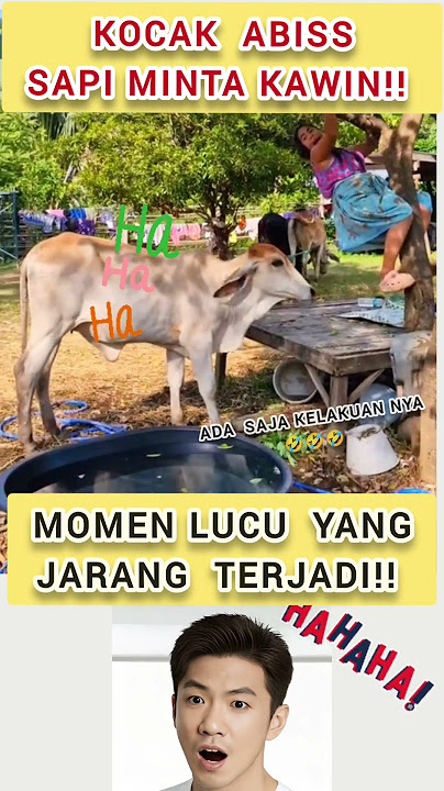 lucu sapi minta kawin! #shortvideo #funny #memengakakkocak #meme #memes #memesdaily #comedy #lucu
