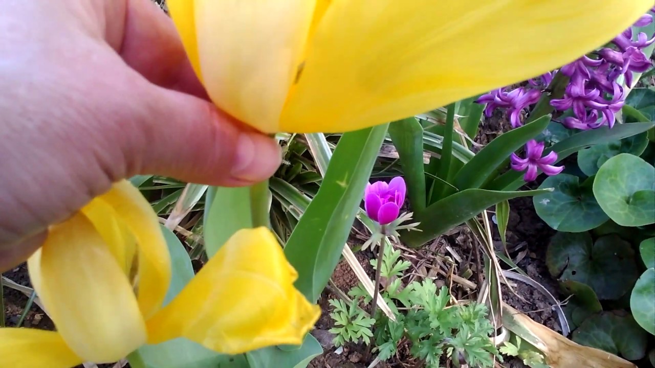 Почему тюльпаны быстро раскрылись