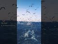الاسترخاء صوت البحر الهادئ والنورس 