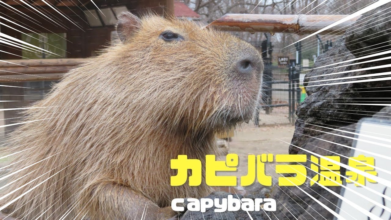 【どうなる！？】体の大きいカピバラが桶風呂に入ろうと・・・　カピバラ温泉⑦- capybara relaxing in a bath