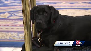 Meet the new canine ambassador at Fairmont Copley Plaza Hotel
