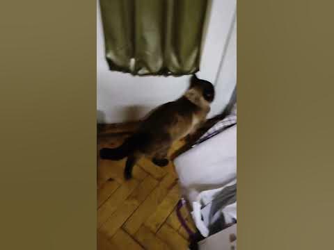 Відкрий будь ласка двері🙂 - YouTube