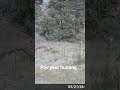 pov. you hunting #subscribe #memes #wildlife hunting