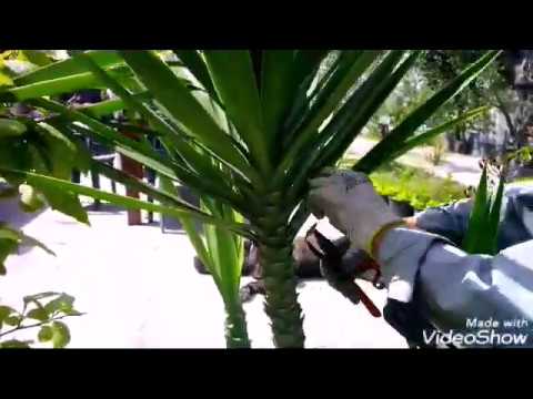 Video: Cosa cresce sulle palme in Messico?