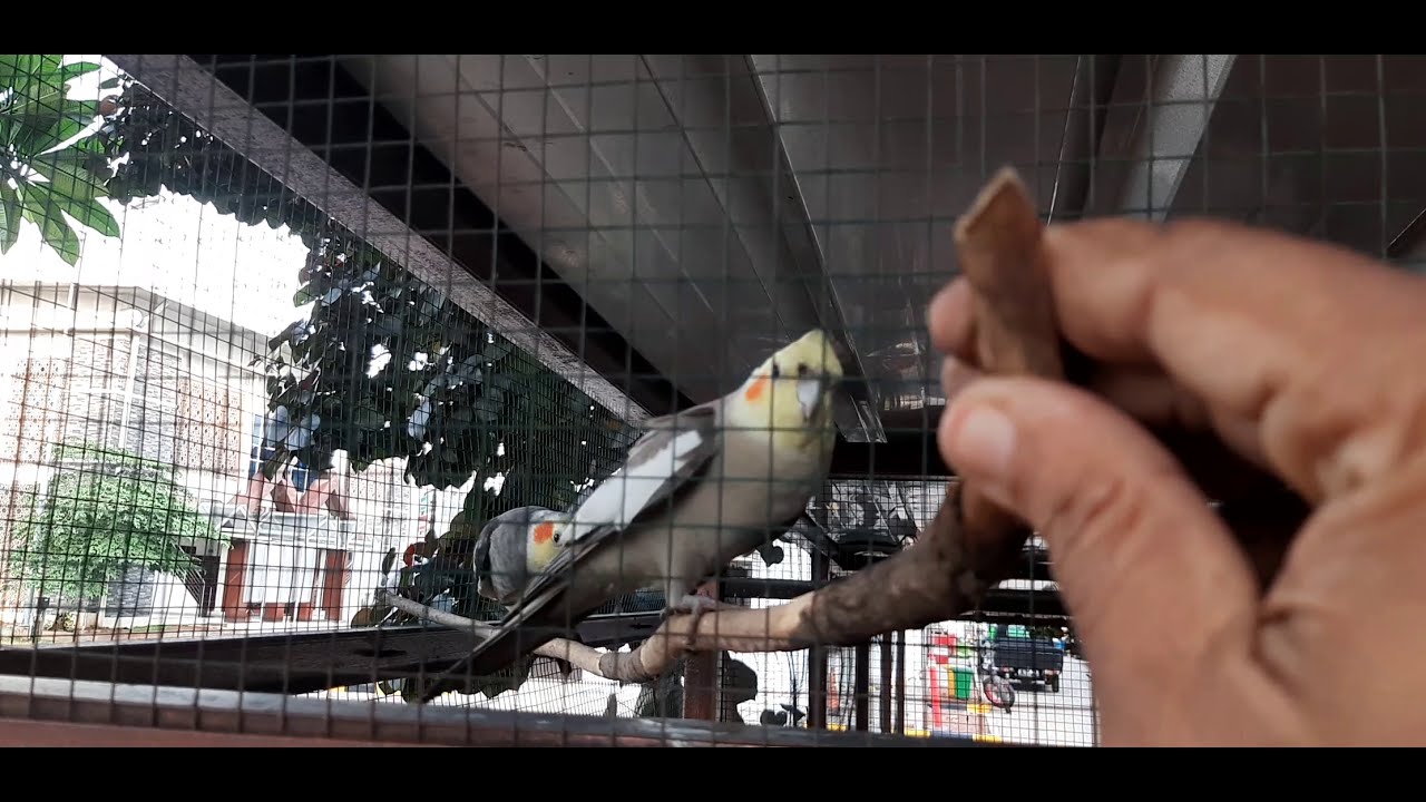 BERMAIN DENGAN BURUNG FALK YANG RADA JINAK DI KANDANGNYA 
