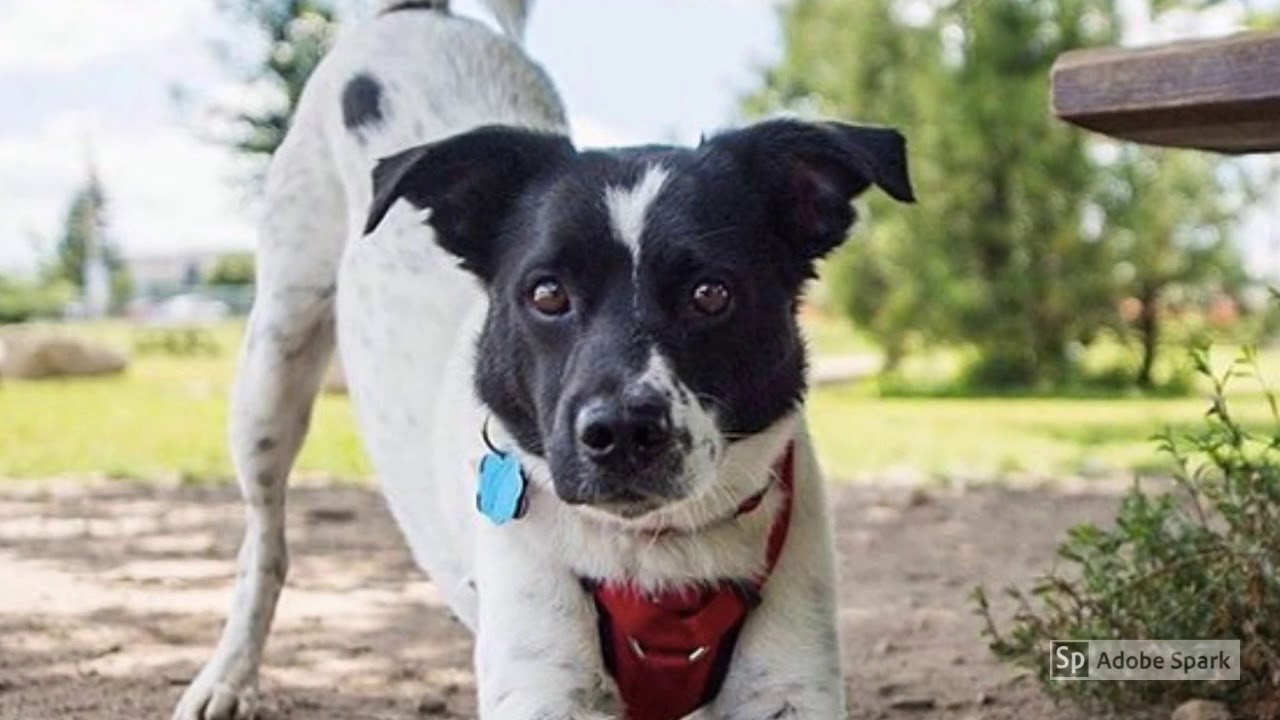 Bone Sweet Bone Your Dog Grooming place in Studio City YouTube