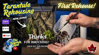 Acanthoscurria geniculata rehouse! Right before guitar stream!!!